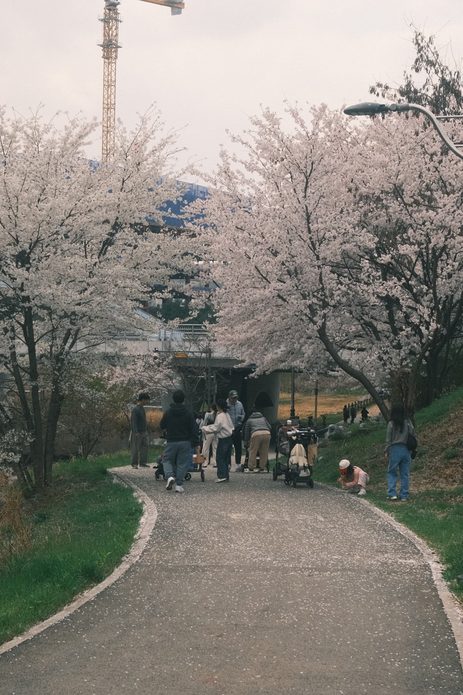 Photo from Tancheon, Pangyo