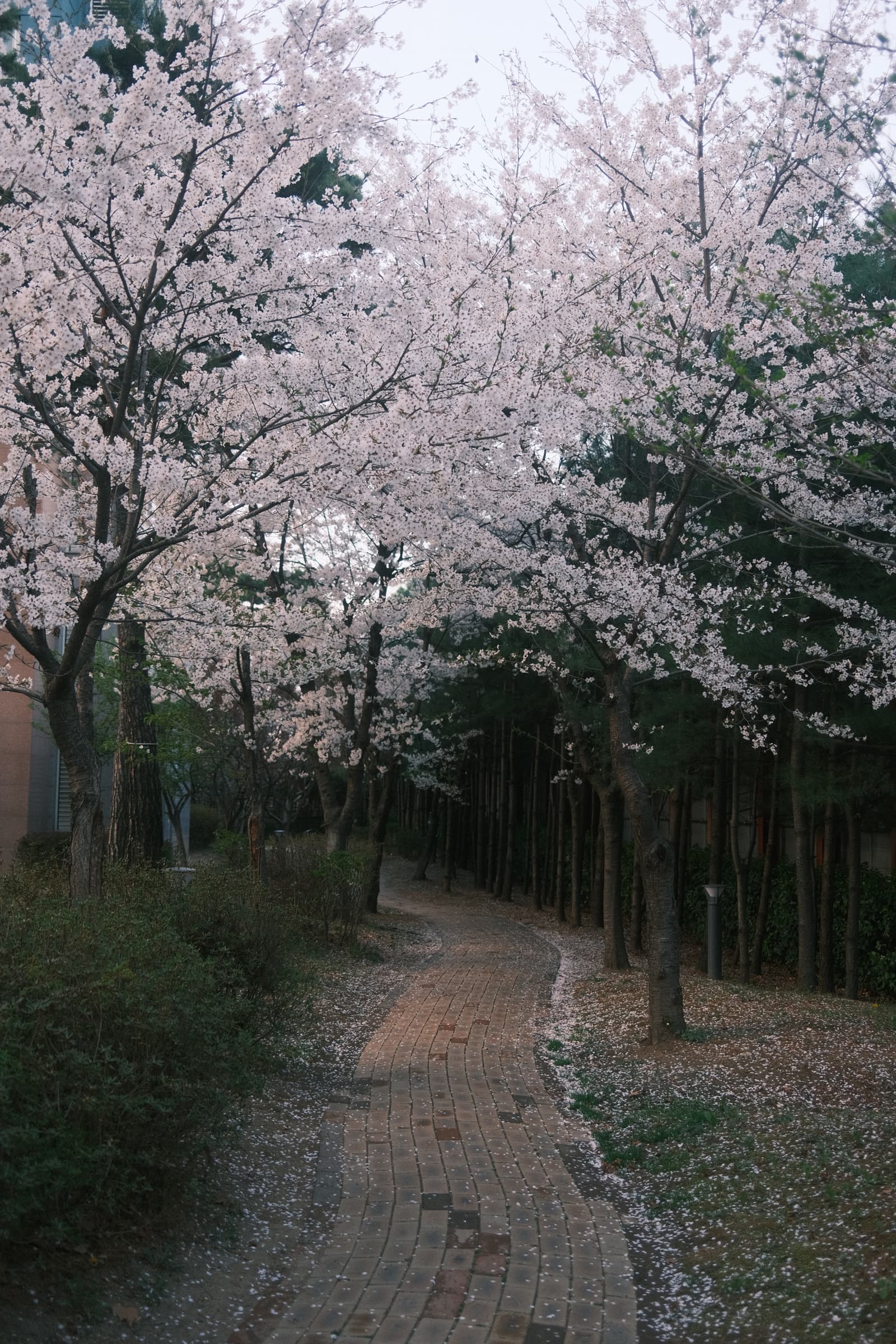 Photo from Songdo, Incheon